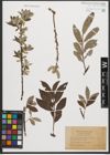 Foto von Salix smithiana Willd.